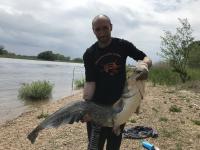 130cm Elbe Waller 